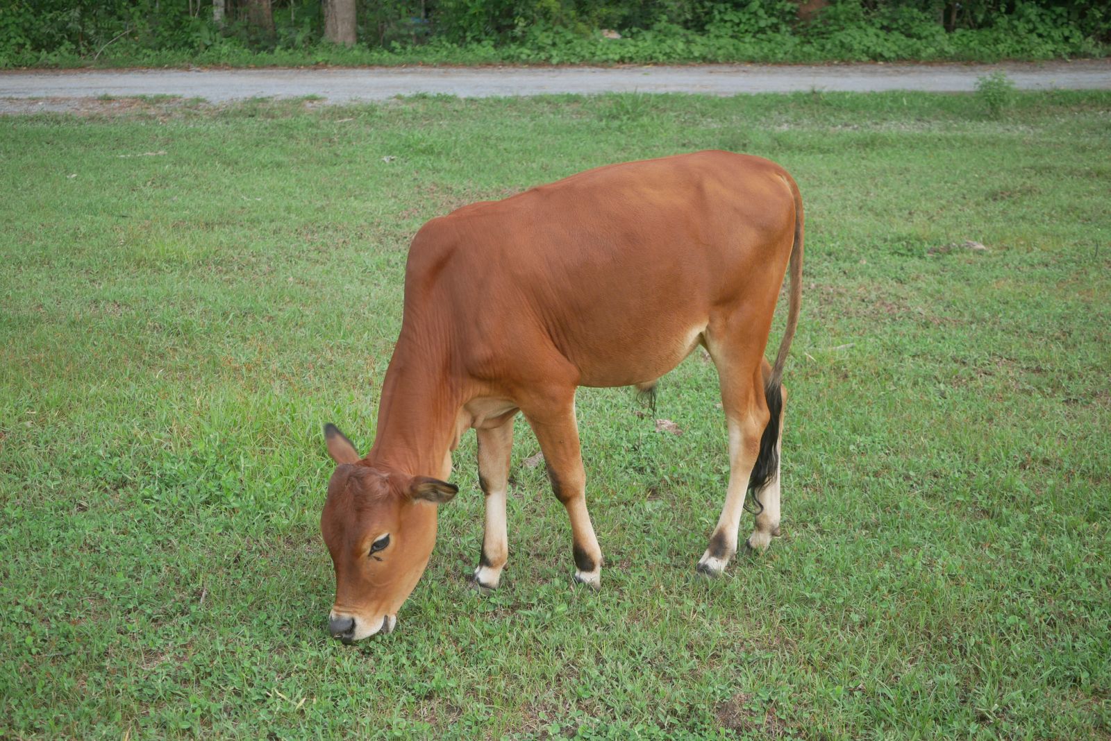 Simmental cow by kobkik via iStock